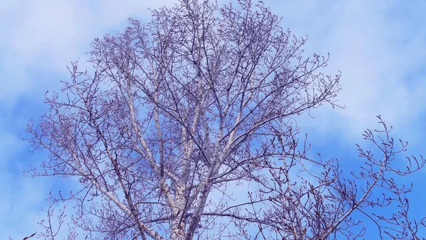 Δέντρα Χειμώνα Ενάντια Στον Γαλάζιο Ουρανό — Φωτογραφία Αρχείου