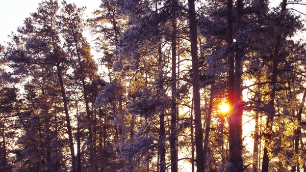 Zonsopgang Winter Het Bos — Stockfoto