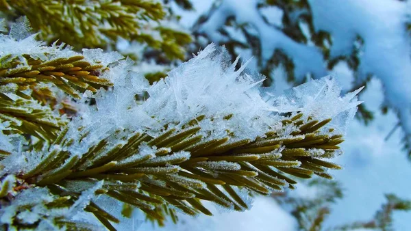 Rime Branches Spruce — Stock Photo, Image