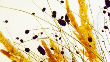 Beyaz arka planda kurutulmuş kulaklar.