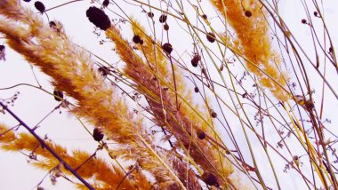 Beyaz arka planda kurutulmuş kulaklar.