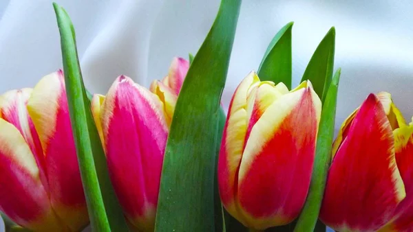 Tulipas Cor Rosa Fundo Tecido Leve — Fotografia de Stock