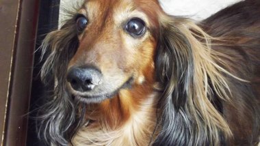 Kahverengi köpek. Uzun saçlı cüce Dachshund.