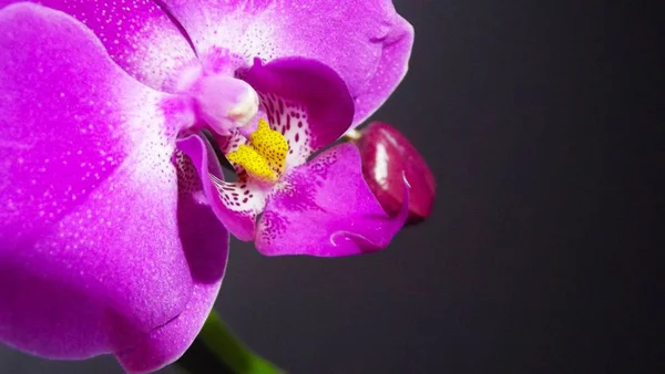 Pink Orchid Black Background — Stock Photo, Image