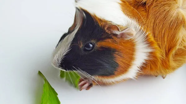 Mooie Cavia Een Witte Achtergrond — Stockfoto