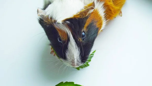 Mooie Cavia Een Witte Achtergrond — Stockfoto