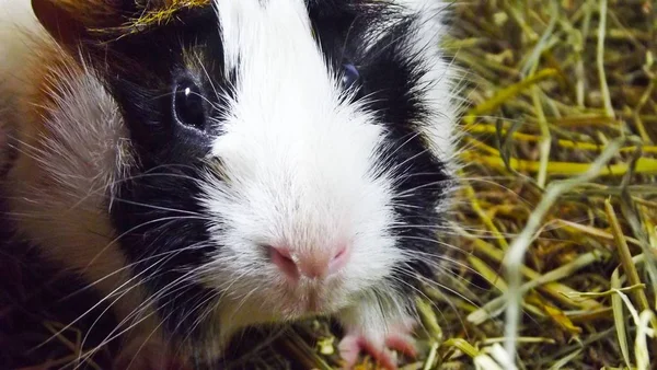 Mooie Cavia Dieren — Stockfoto