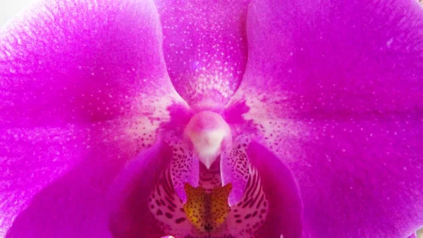 Schöne Rosa Orchidee Background — Stockfoto
