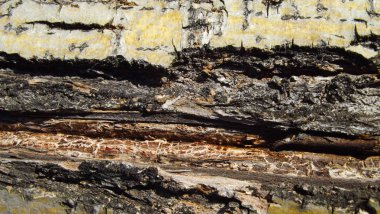 Güzel ahşap arka plan.