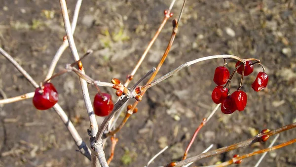 Viburnum Beeren Auf Einem Zweig Frühlingsgarten — Stockfoto