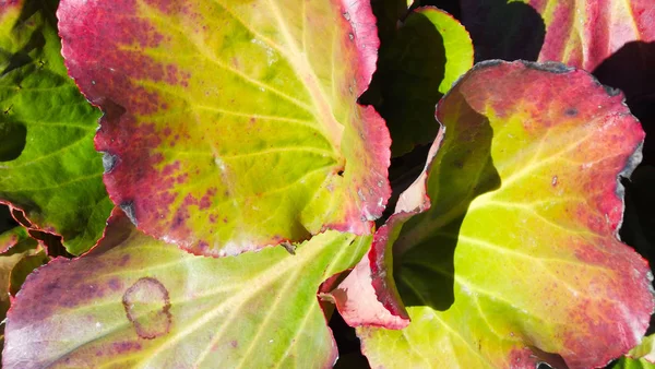 美しい植物庭園 花壇にヒマラヤユキノシタ — ストック写真