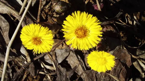 Hermosas Flores Primavera Temprana Bosque — Foto de Stock