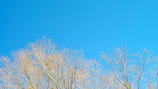 Bomen Het Voorjaar Blauwe Hemelachtergrond — Stockfoto