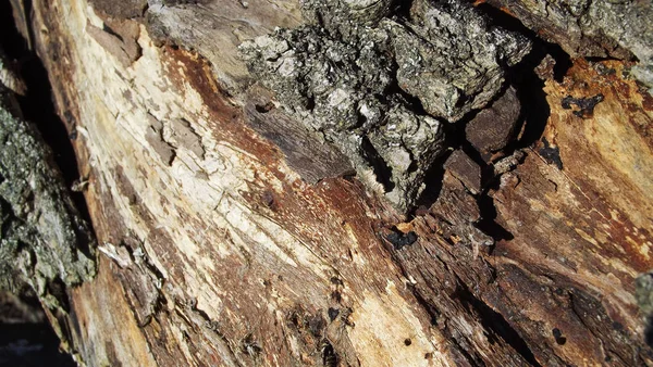 Piękne Tło Drewna — Zdjęcie stockowe