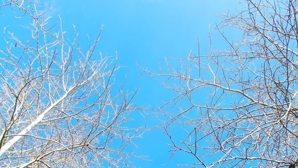 Vackra Träd Våren Blå Himmel Bakgrund — Stockfoto