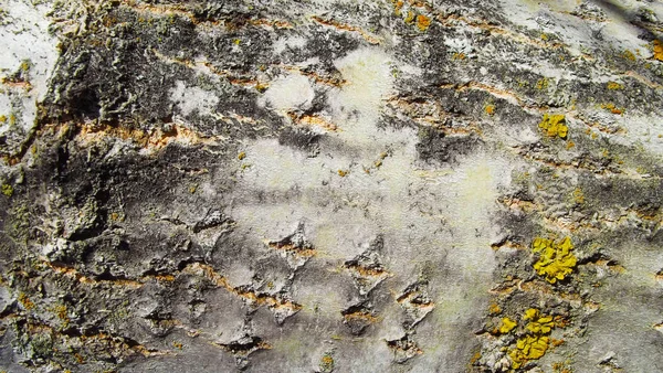 Güzel ahşap arka plan.