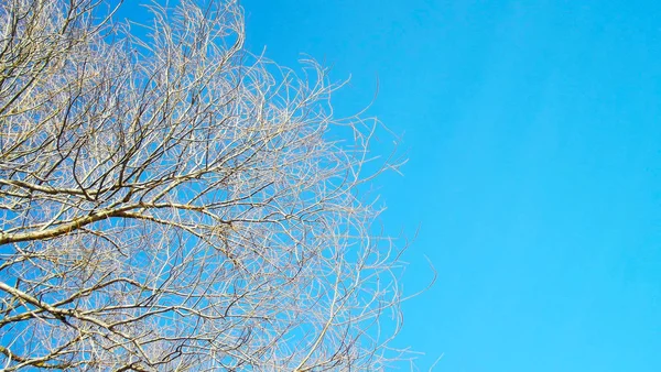 Prachtige Bomen Het Voorjaar Blauwe Hemelachtergrond — Stockfoto