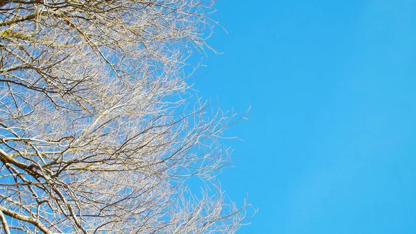 Prachtige Bomen Het Voorjaar Blauwe Hemelachtergrond — Stockfoto