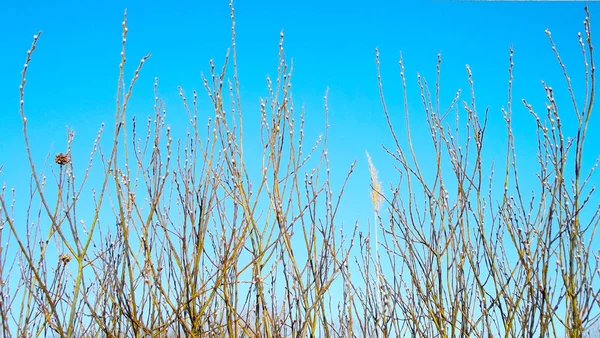 青い空を背景に春の美しい木 — ストック写真