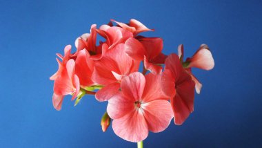 Pembe çiçekli güzel Sardunya.