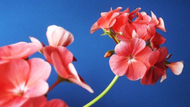 Pembe çiçekli güzel Sardunya.