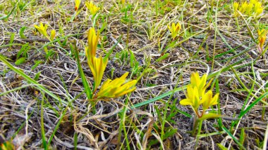 Erken Bahar sarı çiçek.