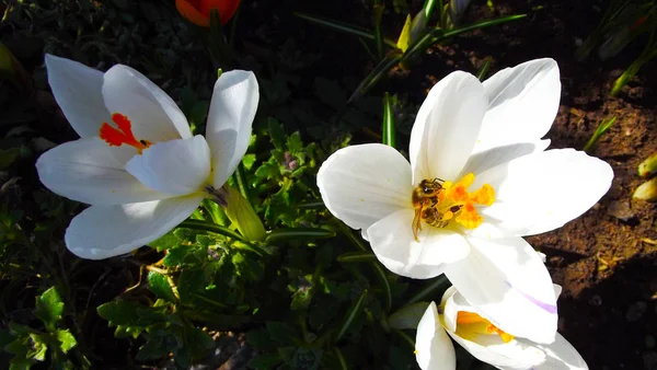 Blühten Schöne Weiße Krokusse Eine Biene Flog Ein — Stockfoto