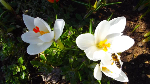 绽放美丽的白色番红花 一只蜜蜂飞了进来 — 图库照片