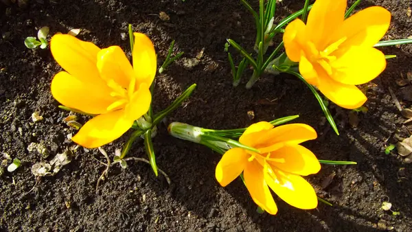 Schöne Frühlingsblumen Krokusse Garten — Stockfoto