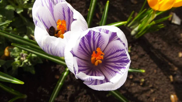 Schöne Frühlingsblumen Krokusse Garten — Stockfoto