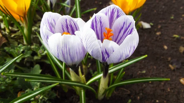 Schöne Frühlingsblumen Krokusse Garten — Stockfoto