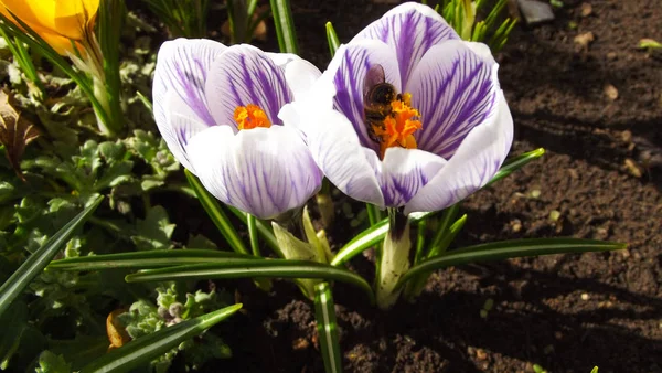 Schöne Frühlingsblumen Krokusse Garten — Stockfoto