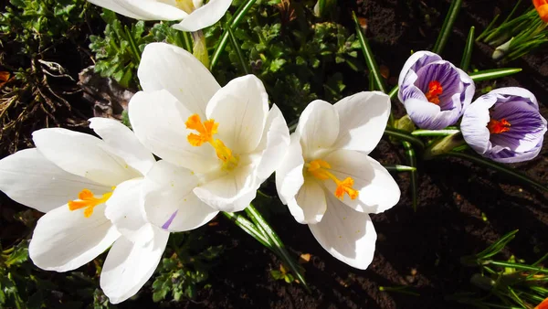 Beautiful Spring Flowers Crocuses Garden — 图库照片