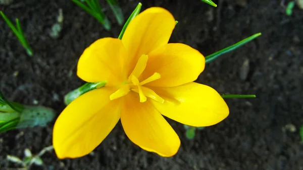 Belles Fleurs Printanières Crocus Dans Jardin — Photo