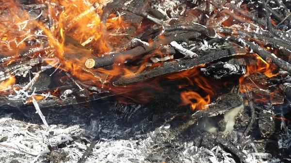Brûler Des Branches Des Arbres Secs — Photo