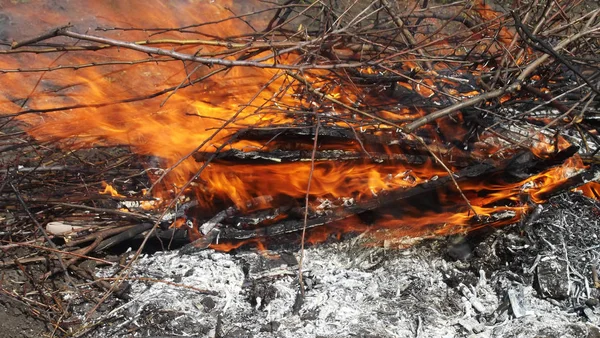 Fire Burning Galhos Secos Árvores — Fotografia de Stock