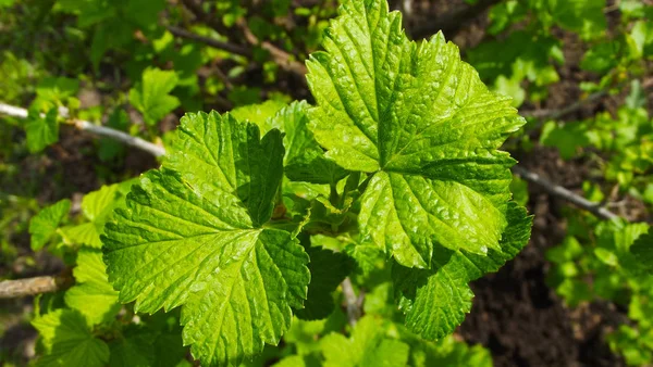 Mooie Groene Bladeren Van Zwarte Bessen Tuin — Stockfoto