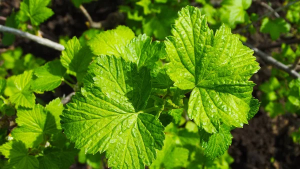 Mooie Groene Bladeren Van Zwarte Bessen Tuin — Stockfoto