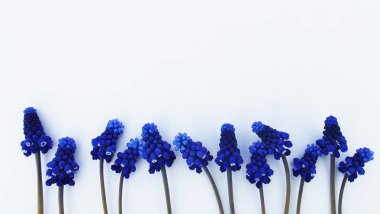 Beyaz zemin üzerine mavi çiçekler bahar.