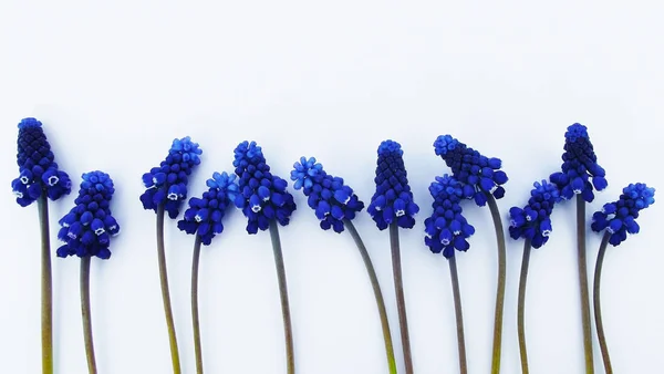 Wiosenne Niebieskie Kwiaty Białym Tle — Zdjęcie stockowe