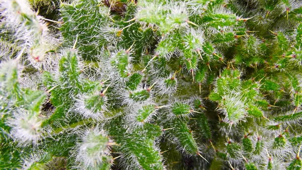 Beautiful Bushy Plant Thorns Natural Background — Stock Photo, Image