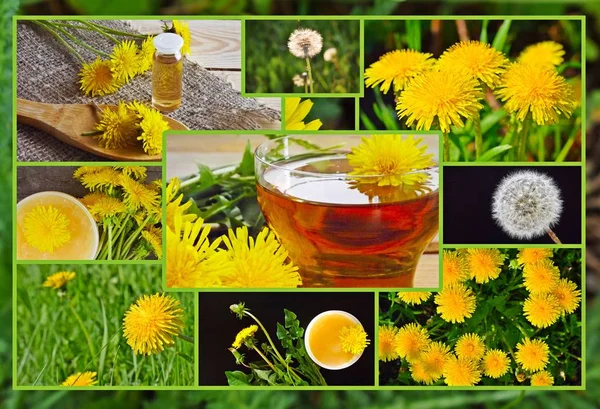 Medicinal Plant Dandelion Medicinal Tinctures Cosmetics Dandelion Extract Collage — Stock Photo, Image