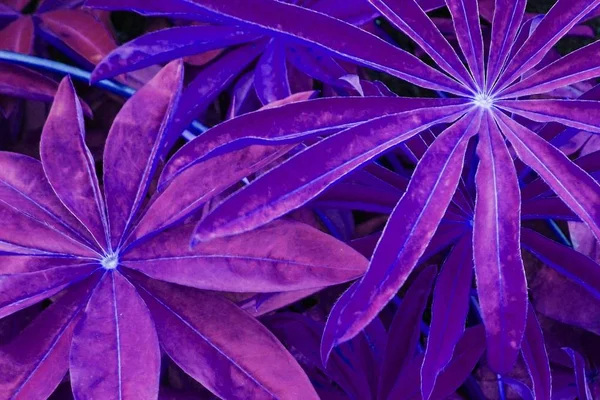 Beautiful Abstract Background Purple Blue Flower Leaves — Stock Photo, Image