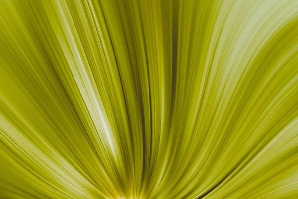 Piękne Abstrakcyjne Tło Elegancki Design Tapety Zielone Białe Paski — Zdjęcie stockowe