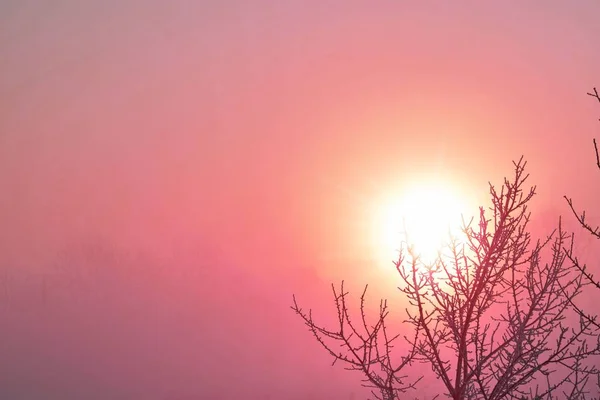 Winterboom Achtergrond Van Ochtendzon Mist — Stockfoto