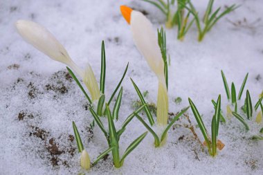 Baharın ilk bahçesinde beyaz kır çiçekleri. Karda Crocus çiçekleri. Baharda soğuk ve soğuk. İklim ve hava durumu. Erken çiçek açan soğanlı bitkiler..