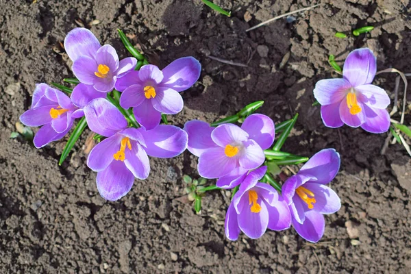Schöne Erste Frühlingsblumen Krokusse Blühen Unter Hellem Sonnenlicht — Stockfoto