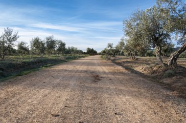 Toprak yol zeytinlikler arasında