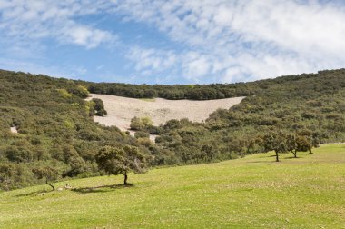 Akdeniz Derval'i ve çiçekli fallows
