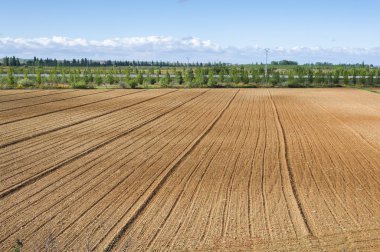 Cornfields Nehri Esla düz içinde başlangıç evresinde